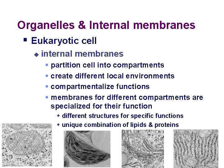 Organelles & Internal membranes § Eukaryotic cell u internal membranes § § partition cell