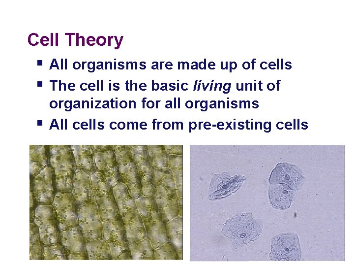 Cell Theory § All organisms are made up of cells § The cell is