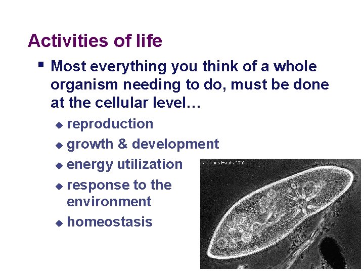 Activities of life § Most everything you think of a whole organism needing to