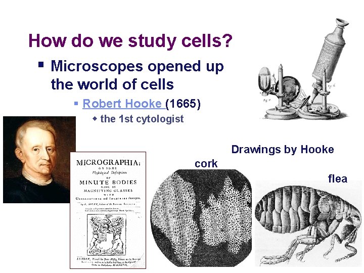 How do we study cells? § Microscopes opened up the world of cells §
