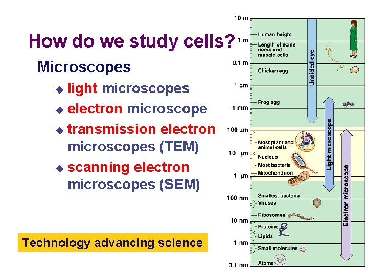 How do we study cells? Microscopes light microscopes u electron microscope u transmission electron