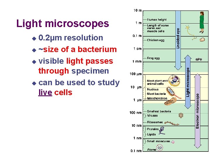 Light microscopes 0. 2µm resolution u ~size of a bacterium u visible light passes