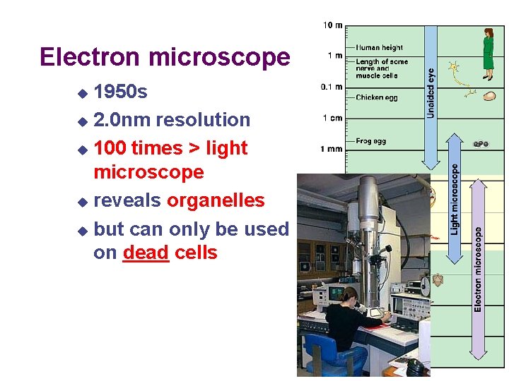Electron microscope 1950 s u 2. 0 nm resolution u 100 times > light