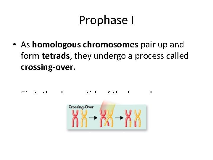 Prophase I • As homologous chromosomes pair up and form tetrads, they undergo a