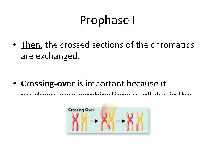 Prophase I • Then, the crossed sections of the chromatids are exchanged. • Crossing-over