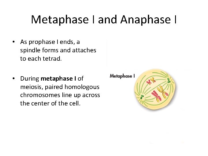 Metaphase I and Anaphase I • As prophase I ends, a spindle forms and