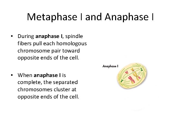 Metaphase I and Anaphase I • During anaphase I, spindle fibers pull each homologous