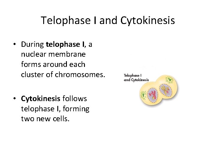 Telophase I and Cytokinesis • During telophase I, a nuclear membrane forms around each