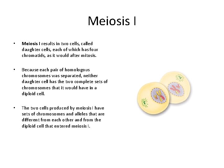 Meiosis I • Meiosis I results in two cells, called daughter cells, each of