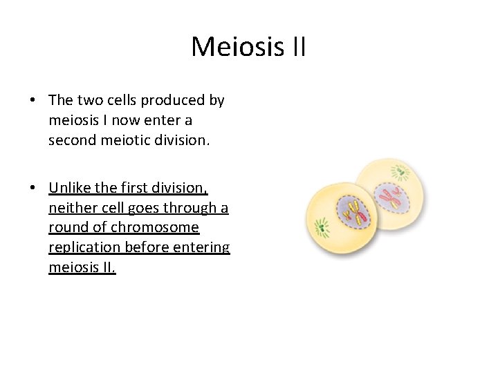 Meiosis II • The two cells produced by meiosis I now enter a second