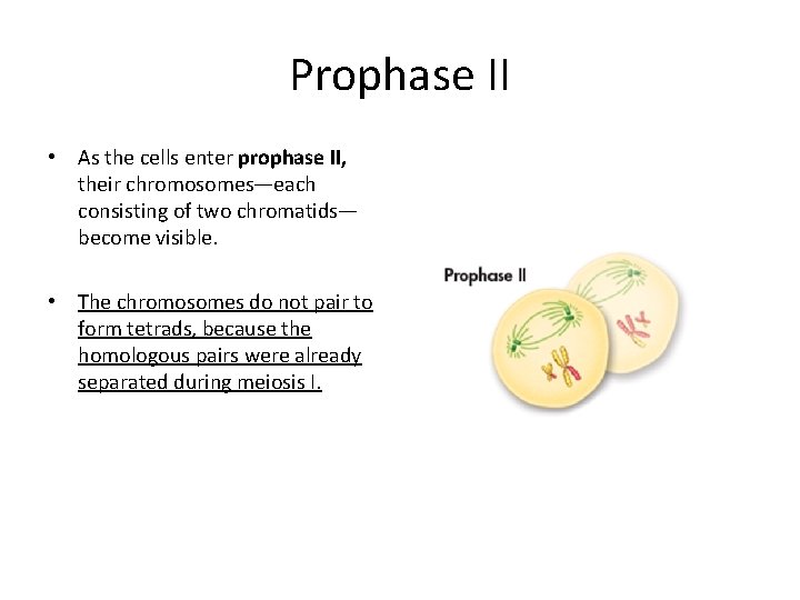 Prophase II • As the cells enter prophase II, their chromosomes—each consisting of two