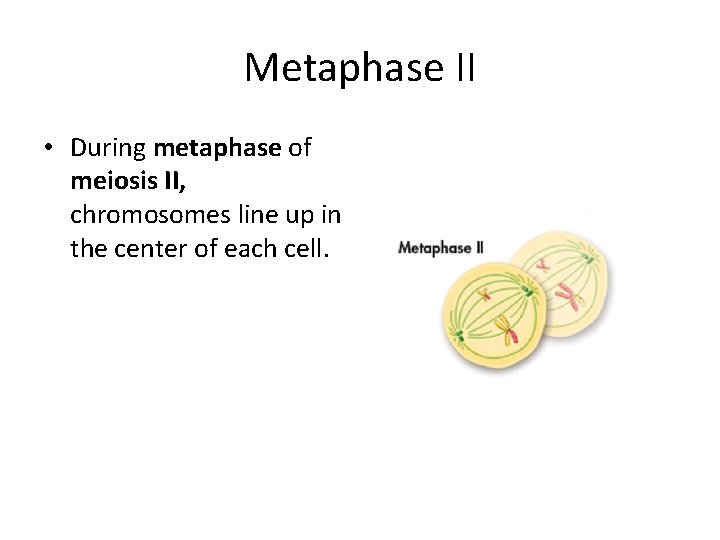 Metaphase II • During metaphase of meiosis II, chromosomes line up in the center