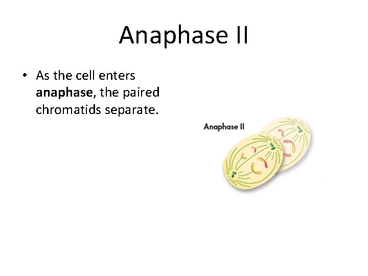 Anaphase II • As the cell enters anaphase, the paired chromatids separate. 