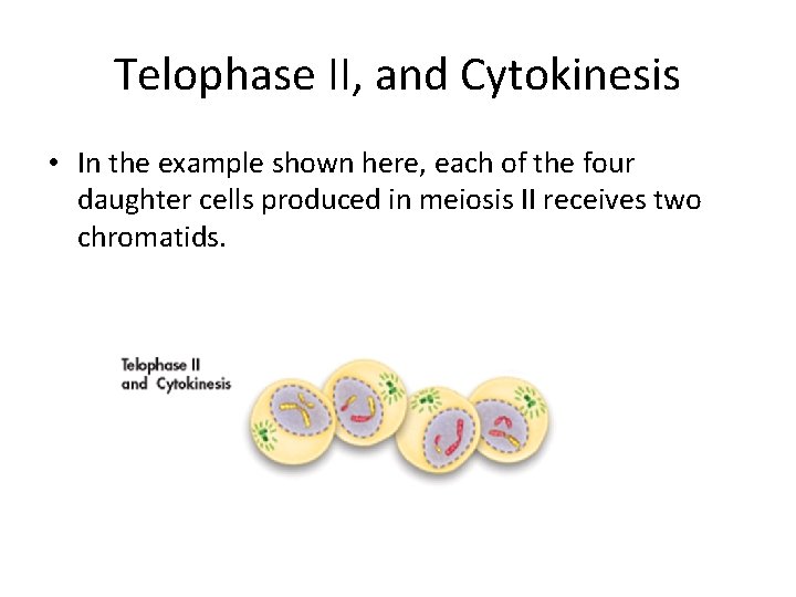 Telophase II, and Cytokinesis • In the example shown here, each of the four