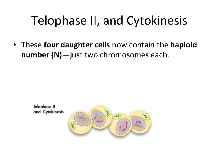 Telophase II, and Cytokinesis • These four daughter cells now contain the haploid number
