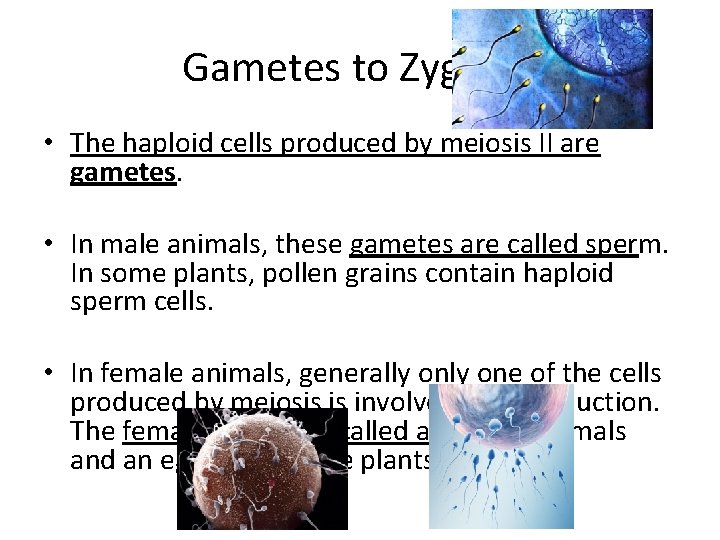 Gametes to Zygotes • The haploid cells produced by meiosis II are gametes. •