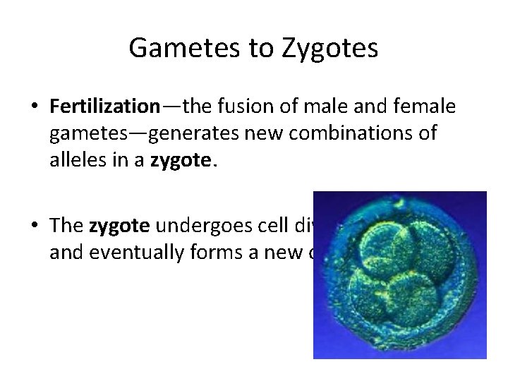 Gametes to Zygotes • Fertilization—the fusion of male and female gametes—generates new combinations of