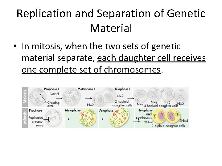 Replication and Separation of Genetic Material • In mitosis, when the two sets of