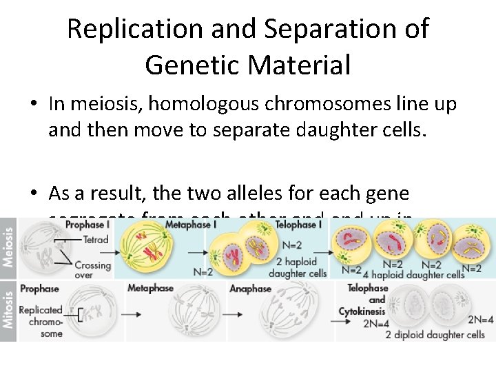 Replication and Separation of Genetic Material • In meiosis, homologous chromosomes line up and