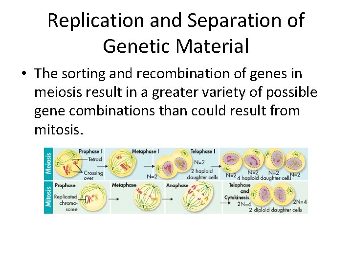 Replication and Separation of Genetic Material • The sorting and recombination of genes in