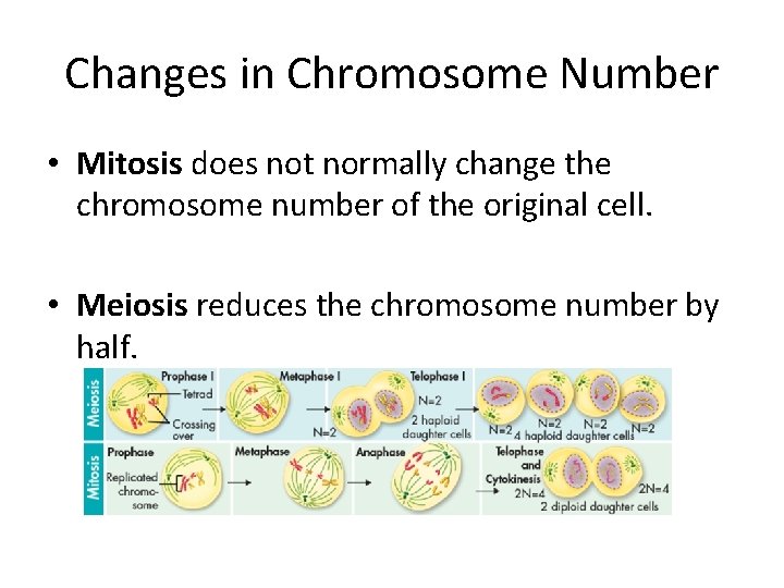 Changes in Chromosome Number • Mitosis does not normally change the chromosome number of