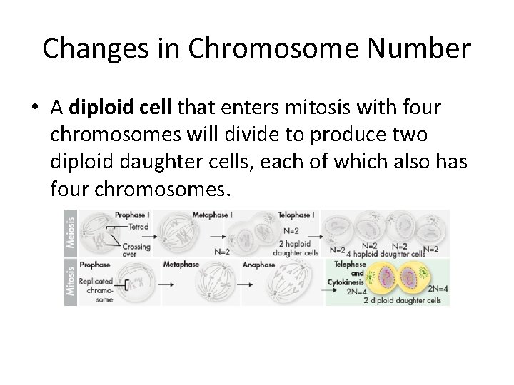 Changes in Chromosome Number • A diploid cell that enters mitosis with four chromosomes