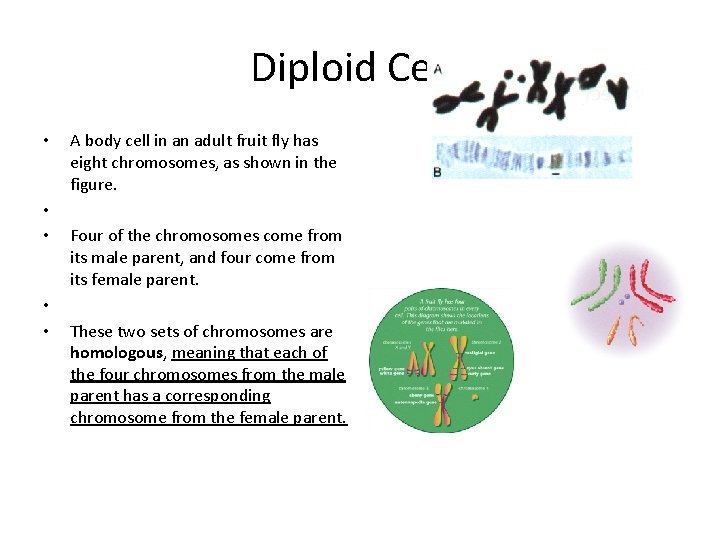 Diploid Cells • • • A body cell in an adult fruit fly has