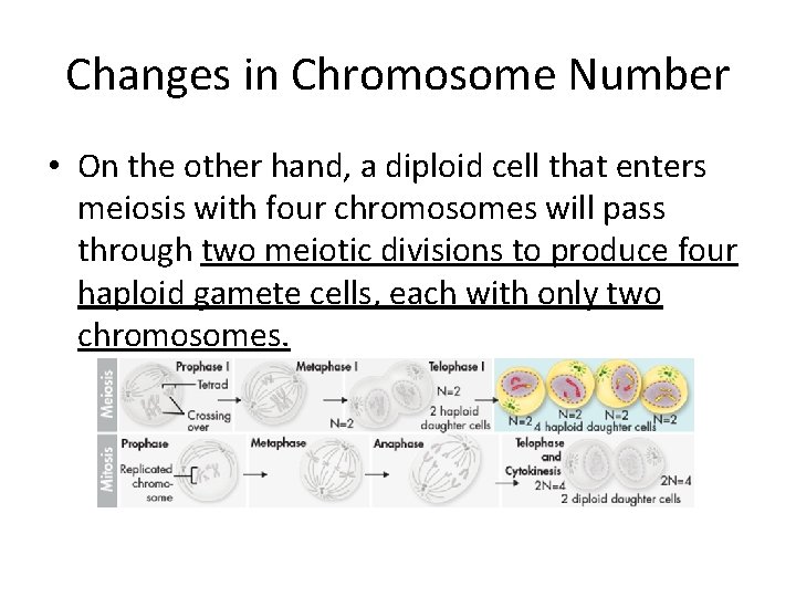 Changes in Chromosome Number • On the other hand, a diploid cell that enters