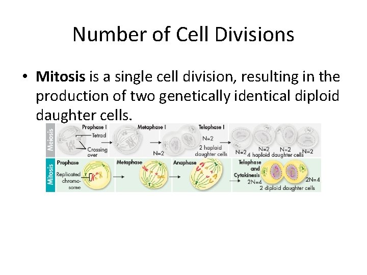 Number of Cell Divisions • Mitosis is a single cell division, resulting in the
