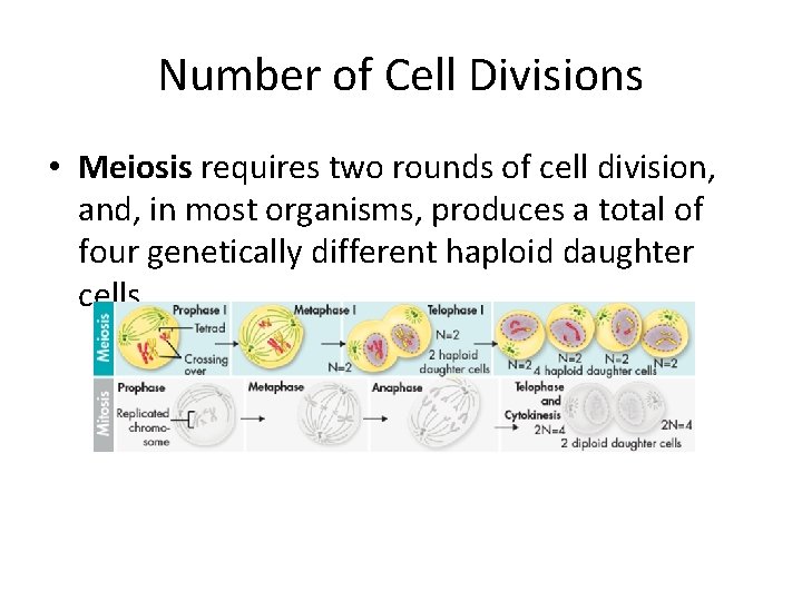 Number of Cell Divisions • Meiosis requires two rounds of cell division, and, in