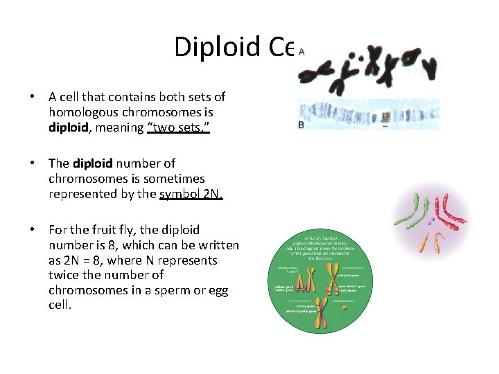 Diploid Cells • A cell that contains both sets of homologous chromosomes is diploid,