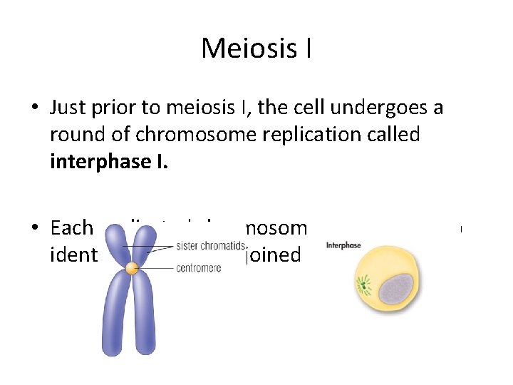Meiosis I • Just prior to meiosis I, the cell undergoes a round of