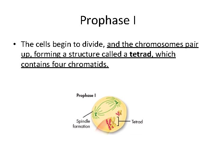Prophase I • The cells begin to divide, and the chromosomes pair up, forming