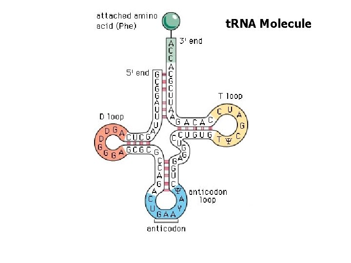 t. RNA structure t. RNA Molecule 