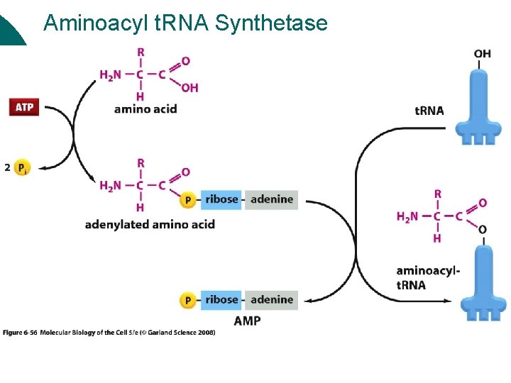 Aminoacyl t. RNA Synthetase 