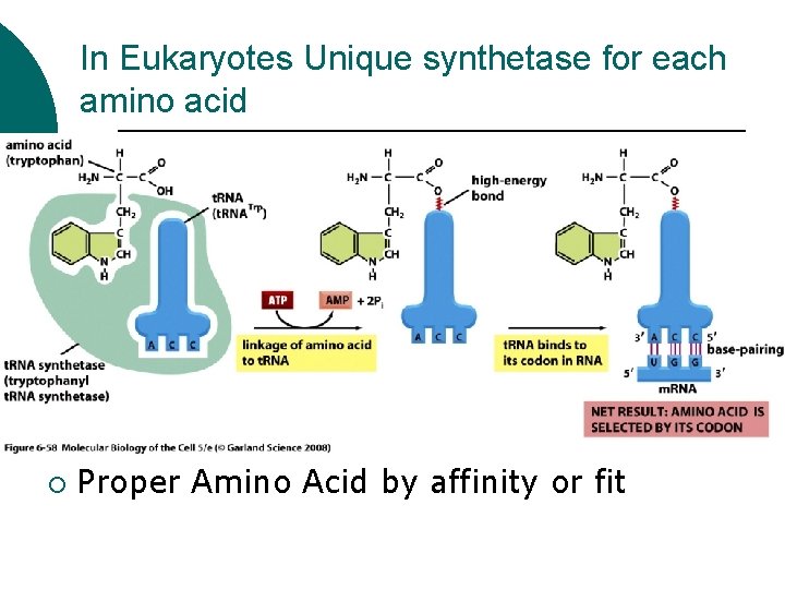 In Eukaryotes Unique synthetase for each amino acid ¡ Proper Amino Acid by affinity