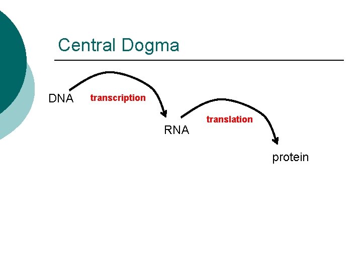 Central Dogma DNA transcription RNA translation protein 