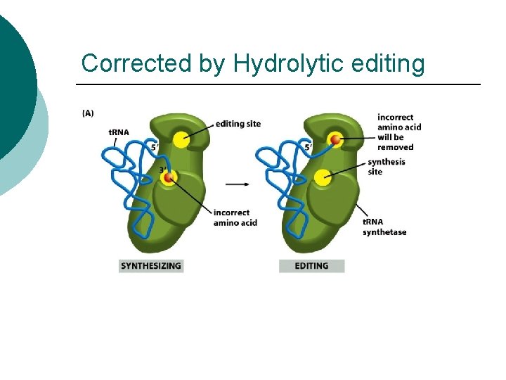 Corrected by Hydrolytic editing 