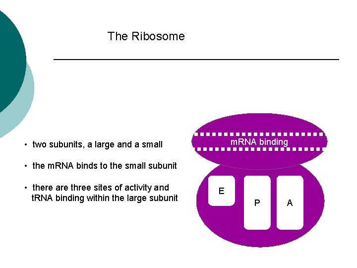 The Ribosome m. RNA binding • two subunits, a large and a small •