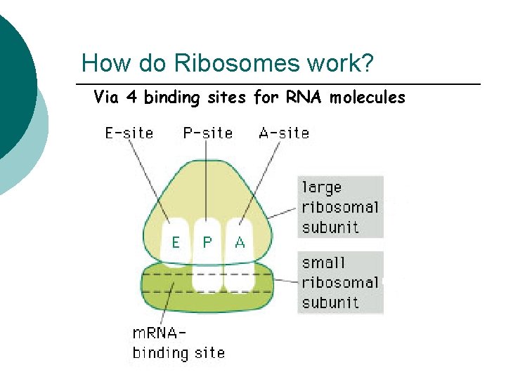How do Ribosomes work? Via 4 binding sites for RNA molecules 
