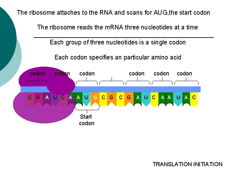 The ribosome attaches to the RNA and scans for AUG, the start codon The