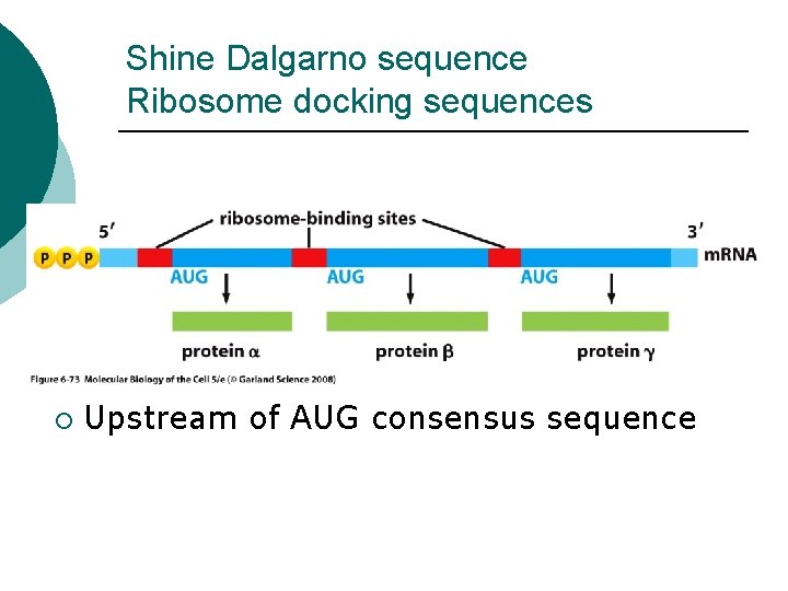 Shine Dalgarno sequence Ribosome docking sequences ¡ Upstream of AUG consensus sequence 