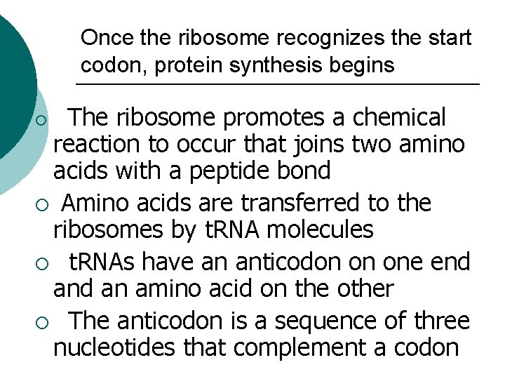 Once the ribosome recognizes the start codon, protein synthesis begins The ribosome promotes a