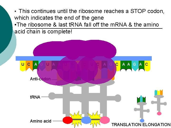  • This continues until the ribosome reaches a STOP codon, which indicates the