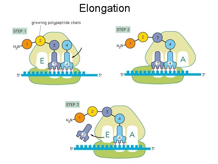 Elongation 