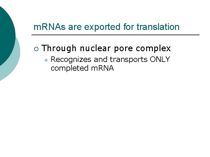 m. RNAs are exported for translation ¡ Through nuclear pore complex l Recognizes and