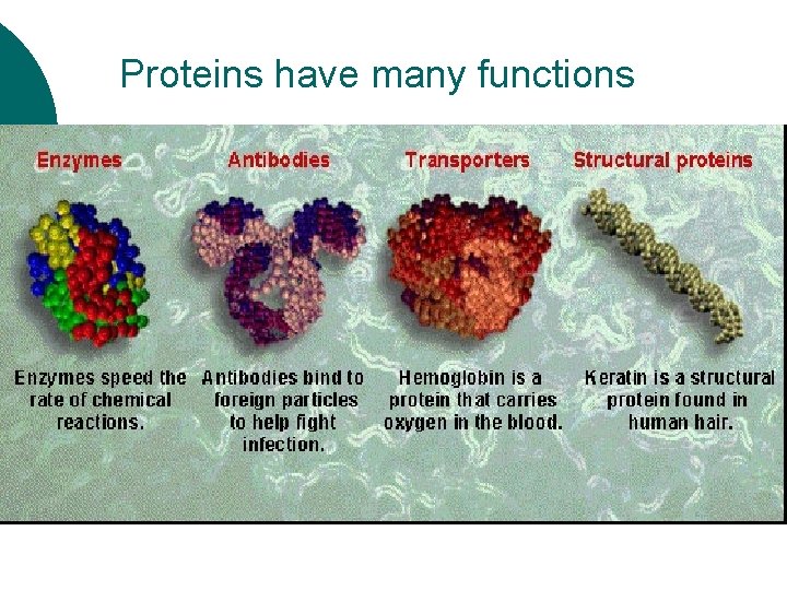 Proteins have many functions 