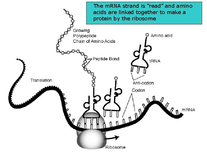 The m. RNA strand is “read” and amino acids are linked together to make