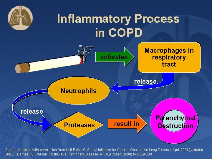 Inflammatory Process in COPD Macrophages in respiratory tract activates release Neutrophils release Proteases result