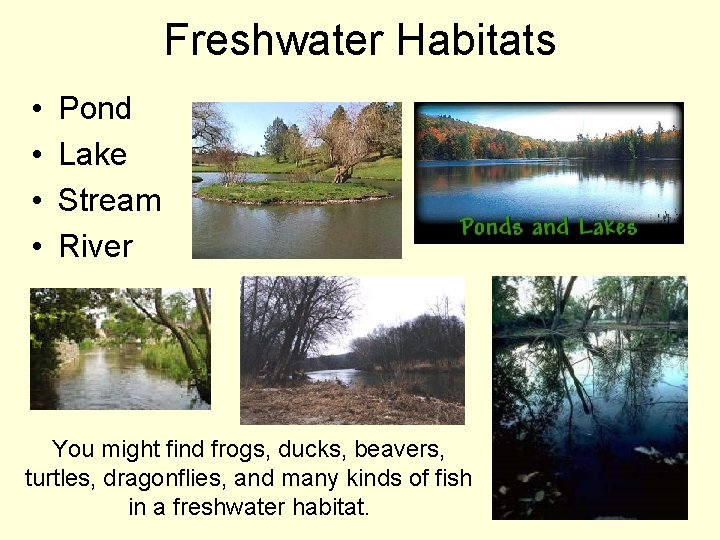 Freshwater Habitats • • Pond Lake Stream River You might find frogs, ducks, beavers,